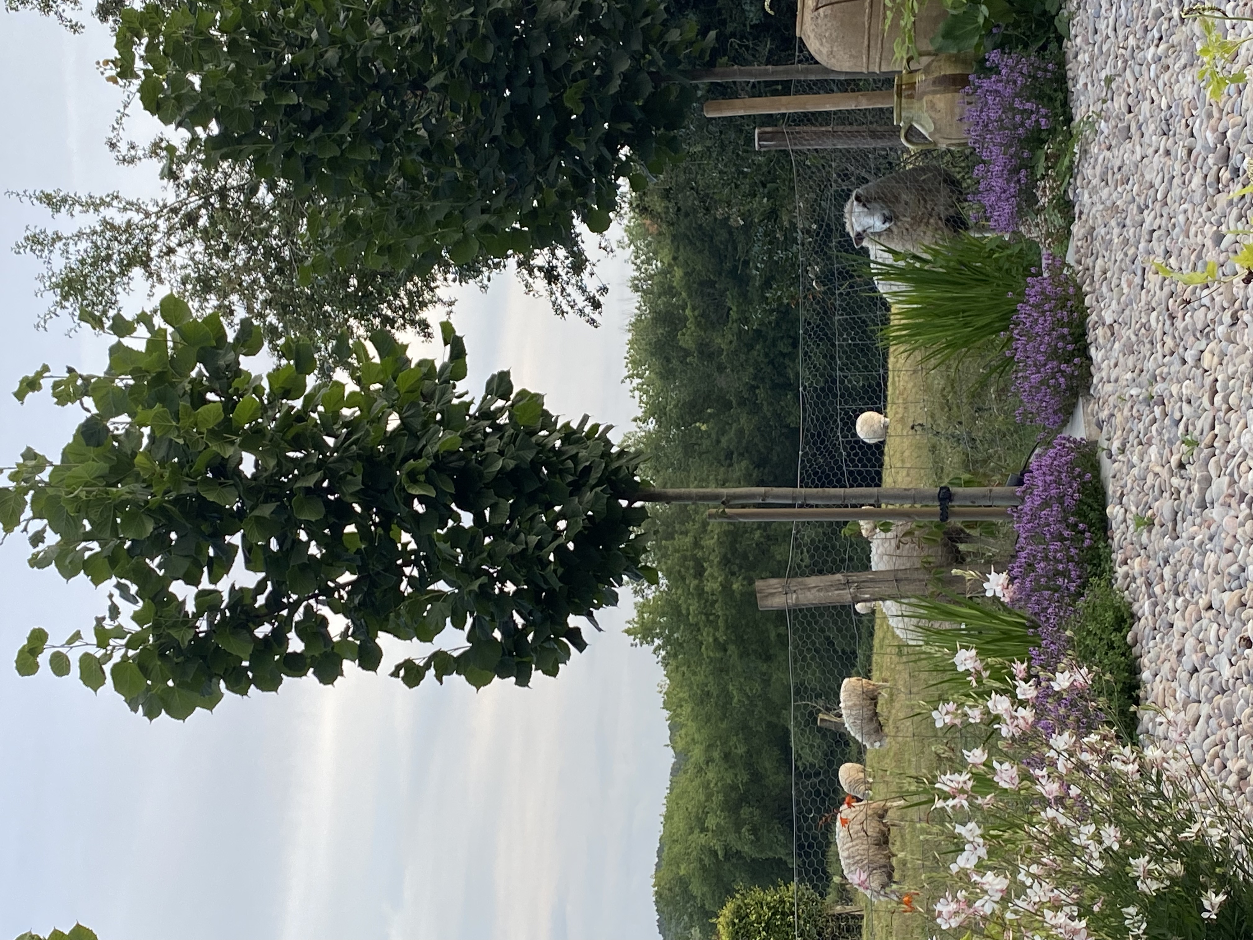 borrowed views garden landscaping 